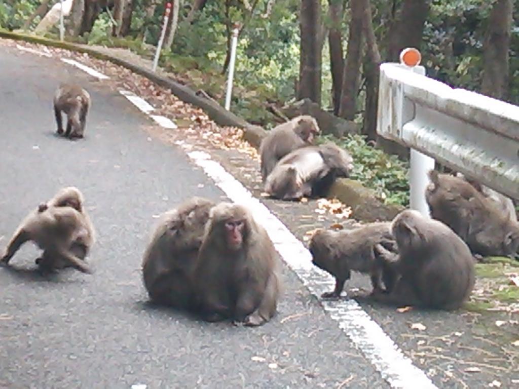 Daichan House Yakushima  Εξωτερικό φωτογραφία